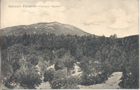 bosques.jpg.jpg